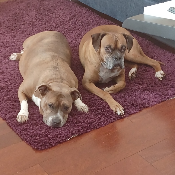 Meet the posher - Picture 4 of 4